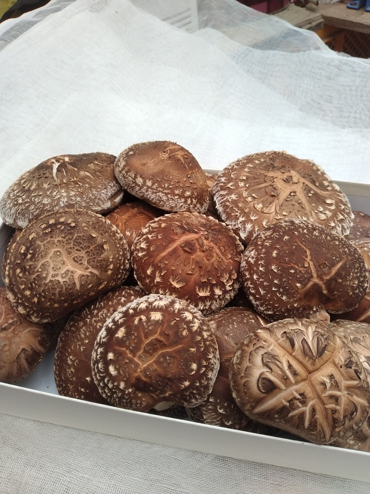 【期間限定】原木生シイタケ 700g《平田農園》京都 亀岡産 原木栽培 生しいたけ 国産 肉厚 濃厚 料理 レシピ 栄養 農家直送 丹波 きのこ 椎茸 ※離島への配送不可 ※2026年3月下旬頃～4月上旬頃に順次発送予定