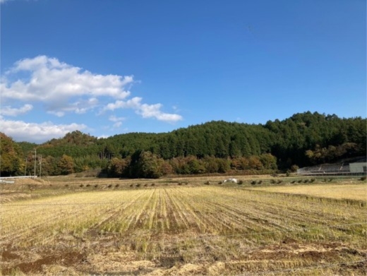 令和7年産 犬甘野産 コシヒカリ 3kg 京都丹波 白米 産地直送 人気