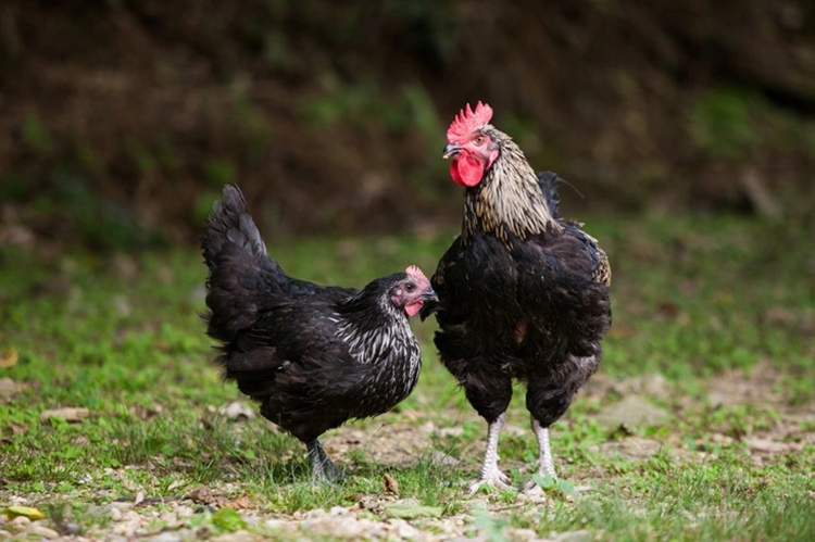 京料理 たん熊北店 地鶏 丹波黒どり 西京焼き グルメ 簡単調理 時短 ギフト 贈り物 贅沢 逸品 鶏肉 和食 京都 冷凍 肉 肉加工品 小分け おつまみ 惣菜 肴 中元 歳暮※沖縄・離島への配送不可