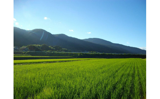 米 令和6年産【五分つき】自然栽培米 にこまる ＜農薬を一切使わない無肥料栽培＞ 分つき米5kg・精米したて 《米 京都丹波産 無農薬米栽培向き 厳選品種》