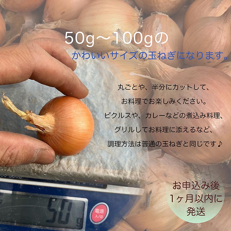 【2026年産 予約】たまねぎ 10kg 自然栽培のかわいい玉ねぎ（小たまねぎ）京都府・亀岡産 かたもとオーガニックファームよりお届け ｜ 訳あり 玉葱 タマネギ 小さめ サイズ小 ※離島への発送不可 ※2026年6月頃より順次発送予定
