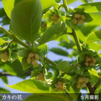 農園直送◇カキ(渋柿) 富士(ふじ)[地掘苗]＜すだ農園＞※南関東、東海、関西、中国地方のみ配送可能（離島は不可）※2025年3月上旬～3月中旬頃に順次発送予定