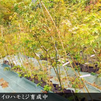 ＜すだ農園＞大苗◇モミジ(紅葉) イロハモミジ[実生・地中ポット苗]◇ ※北海道・沖縄・離島への発送不可