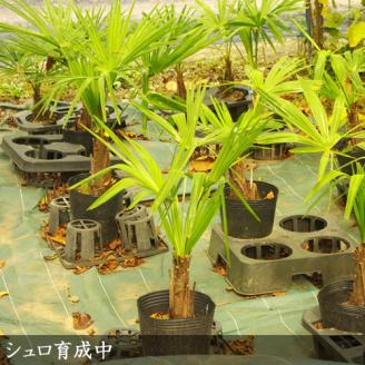 ＜すだ農園＞大苗◇常緑樹 和シュロ[地中ポット苗] ※北海道・沖縄・離島への配送不可