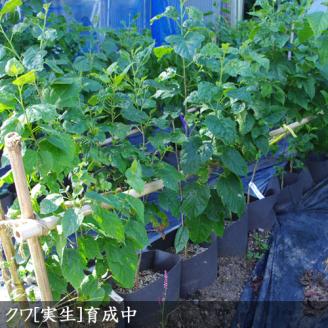 ＜すだ農園＞2年生 苗木 ◇クワ(桑)実生[地中ポット苗 2021年]◇ ※北海道・沖縄・離島への発送不可