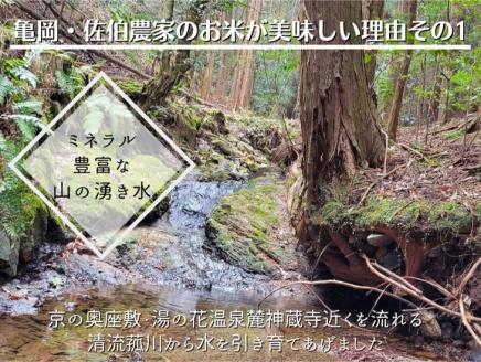 【令和6年産先行予約】米 定期便 5kg×12ヶ月 60kg コシヒカリ 佐伯の里の源流米 希少 令和6年産 新米 5キロ 12回 ※北海道・沖縄・離島の配送不可 ※2024年10月以降発送予定