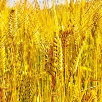 ＜京都・一乗寺ブリュワリー＞【受注生産】クラフトビール 4本セット「亀岡ハーベストブリュー＆一乗寺スタウト」≪ビール 地ビール セット 京都 飲み比べ≫