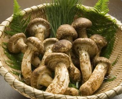 極み 丹波松茸 詰め合わせ ＜京都・八光館＞期間・数量限定 ｜松茸 丹波松茸 天然松茸 ※2025年10月中旬以降順次発送予定 ※北海道・沖縄・北東北（青森、岩手、秋田）・その他離島配送不可