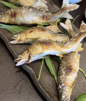京都保津川の活〆天然鮎 ※北海道・沖縄・離島への配送不可
