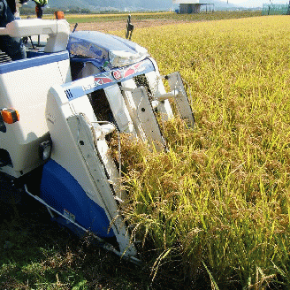 無洗米 3.3kg （2合・3合詰合せ） 真空パック 『光秀米』 京都丹波産 キヌヒカリ 2合・3合詰合せ （300g×5個・450g×4個) ※受注精米