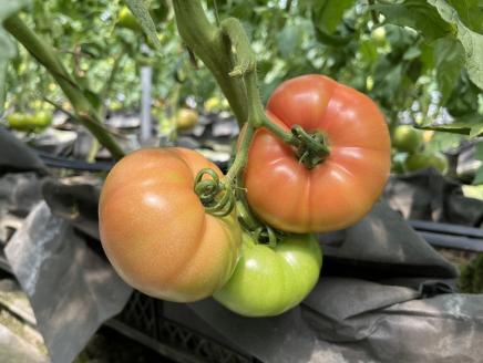 【7月下旬までの期間限定】ワイワイ・ファームの亀岡産トマト詰め合わせ 3kg以上 ≪京都 丹波 夏野菜 京野菜 産地 農家 直送 常温≫ ※離島への配送不可