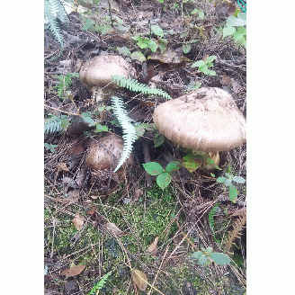 【予約受付】秋の京都丹波で 松茸狩り体験と極上松茸会席（1名様分）＜利用期間：利用期間：2025年11月上旬頃まで＞《生活支援 訳あり》◇