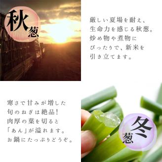 九条ねぎ 1kg《ネギ ねぎ 葱 長ネギ 長ねぎ 青ネギ 青ねぎ 根きり 京都 伝統野菜 京野菜》