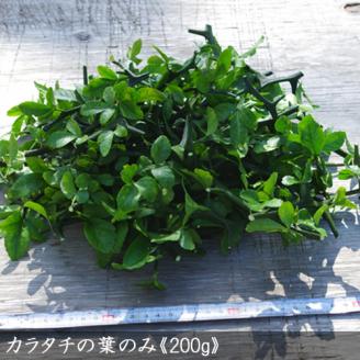 ＜すだ農園＞アゲハ 食用葉 (食樹)◇ カラタチの葉のみ《200g入》冷蔵便 ｜ 蝶 幼虫 餌 ※北海道・沖縄・離島への配送不可 ※2025年9月下旬頃までに順次発送予定