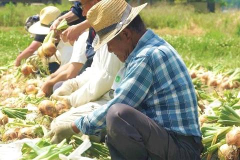 ハンバーグ 20個＜ミートボールでおなじみの石井食品＞京都亀岡市曽我部町のまる曽玉ねぎを使ったハンバーグオニオンソース《レンチン 無添加調理》