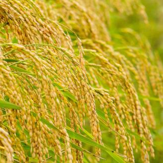 翁鶴　純米大吟醸1.8Lセット◇