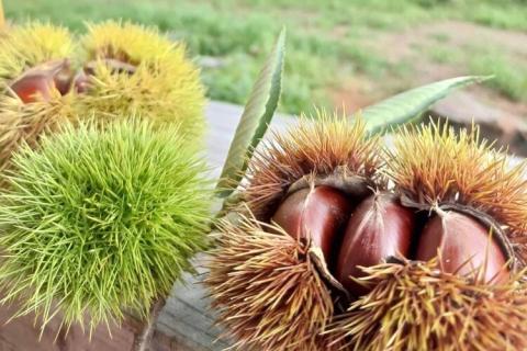 京都亀岡産 丹波くり M～Lサイズ 1.2kg【期間限定 数量限定】《栗 くり 丹波栗 小粒 お菓子用》 ※北海道・沖縄・離島への配送不可 ※2025年9月中旬頃より順次発送予定