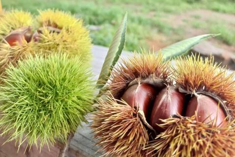 京都亀岡産 丹波くり 大粒 2L～3Lサイズ 1.2kg【期間限定 数量限定】《栗 くり 丹波栗》 ※北海道・沖縄・離島への配送不可 ※2025年9月中旬頃より順次発送予定