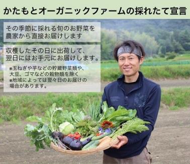 京都府・亀岡産 無農薬・自然栽培で育てた体も心も喜ぶ、かたもとオーガニックファームの季節のお野菜セット　10～20品目　≪産地直送　朝採れ　新鮮　京野菜≫