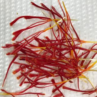 無農薬栽培 亀岡産 サフラン◇《国産 香辛料 スパイス 高品質 高級》