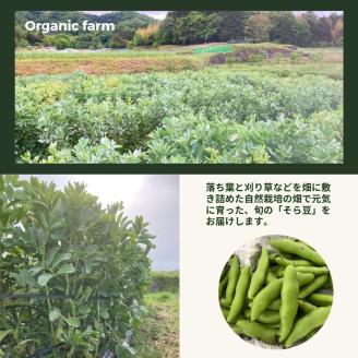 甘～い そら豆 4kg【期間限定】京都府・亀岡産 自然栽培のかたもとオーガニックファームよりお届け ※2026年5月上旬～6月上旬頃に順次発送予定 ※離島への配送不可