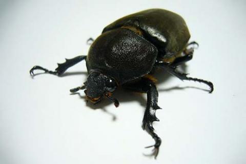 京都・亀岡産 カブトムシ 幼虫 11匹 セット《国産 昆虫 幼虫 オス メス 飼育 自由研究》