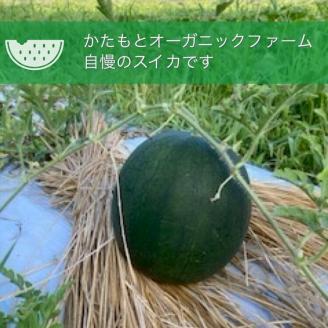 【2026年産 予約】すいか 1玉 京都府・亀岡産 自然栽培のかたもとオーガニックファームよりお届け ※2026年8月頃より順次発送予定 ※離島への発送不可