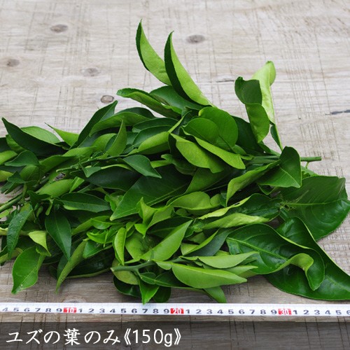 ＜すだ農園＞アゲハ 食用葉 (食樹)◇ ユズ 系の葉のみ《150g入》 冷蔵便 ｜ 蝶 幼虫 餌 ※北海道・沖縄・離島への配送不可 ※2025年6月中旬～9月下旬頃に順次発送予定