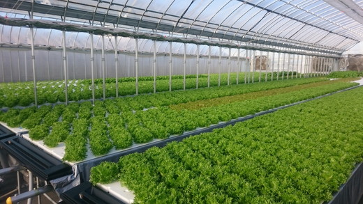 野菜 詰め合わせ リーフレタス サラダ 7種 京都 丹波産 新鮮 旬の葉物野菜セット 小島農園《農薬不使用 京野菜 亀岡産 季節の野菜 産地直送 期間限定 ふるさと納税野菜》