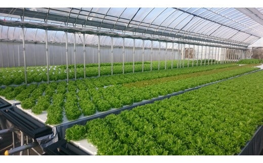 【6回定期便】野菜 詰め合わせ リーフレタス サラダ 7種 6回定期便 京都 丹波産 新鮮 旬の葉物野菜セット 小島農園《農薬不使用 京野菜 亀岡産 季節の野菜 産地直送 期間限定 ふるさと納税野菜》