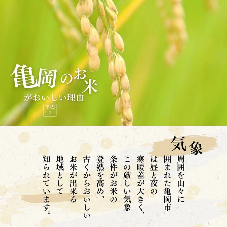 令和7年産 コシヒカリ 5kg ≪米 コメ 白米 京都 丹波 こしひかり 数量限定≫ ※2025年10月以降に順次発送予定