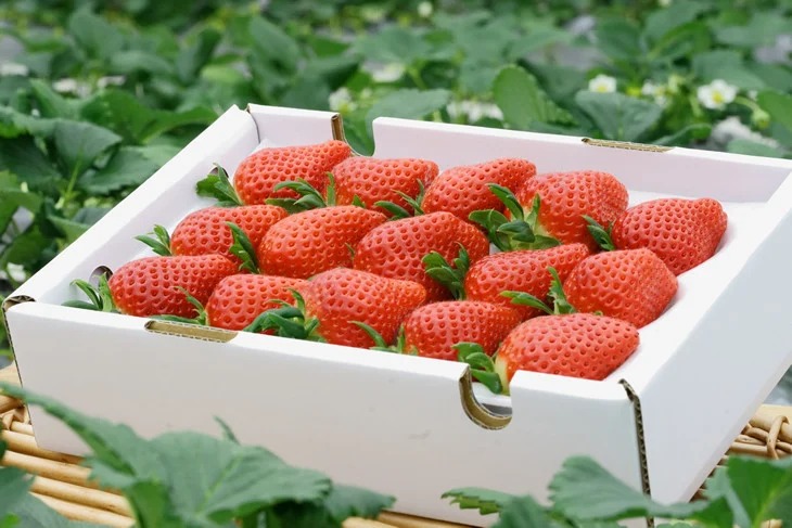 【3回定期便】【来シーズン予約受付】数量限定 幻の京都亀岡産 高級いちご【女峰】1箱分×3回定期便 ※化学肥料・農薬極力不使用《イチゴ 苺 いちご フルーツ 農家直送》 ※2026年1月中旬～5月下旬頃に順次発送予定