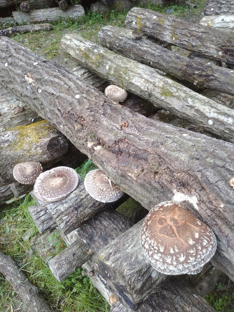 【期間限定】原木生シイタケ 700g《平田農園》京都 亀岡産 原木栽培 生しいたけ 国産 肉厚 濃厚 料理 レシピ 栄養 農家直送 丹波 きのこ 椎茸 ※離島への配送不可 ※2026年3月下旬頃～4月上旬頃に順次発送予定