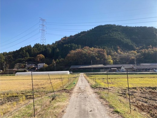 令和7年産 犬甘野産 キヌヒカリ 3kg 京都丹波 白米 産地直送 人気