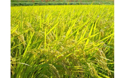 米 令和6年産【胚芽を残した精米】自然栽培米 にこまる ＜農薬を一切使わない無肥料栽培＞ 分つき米5kg・精米したて 《米 京都丹波産 無農薬米栽培向き 厳選品種》