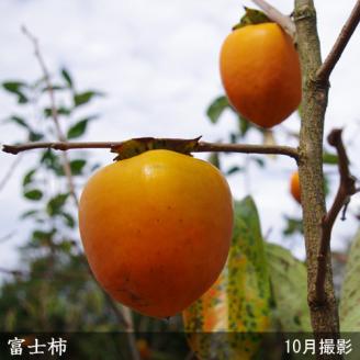 農園直送◇カキ(渋柿) 富士(ふじ)[地掘苗]＜すだ農園＞※南関東、東海、関西、中国地方のみ配送可能（離島は不可）※2025年3月上旬～3月中旬頃に順次発送予定
