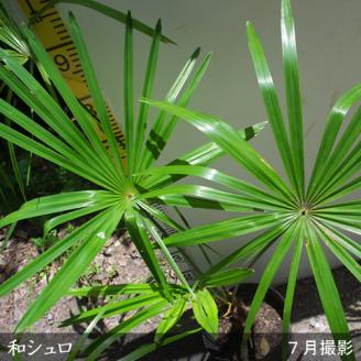 ＜すだ農園＞大苗◇常緑樹 和シュロ[地中ポット苗] ※北海道・沖縄・離島への配送不可