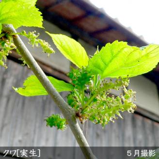 ＜すだ農園＞2年生 苗木 ◇クワ(桑)実生[地中ポット苗 2021年]◇ ※北海道・沖縄・離島への発送不可