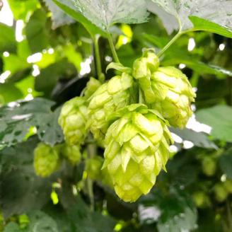 ＜京都・一乗寺ブリュワリー＞【受注生産】クラフトビール 8本セット「亀岡ハーベストブリュー＆一乗寺スタウト」≪ビール 地ビール セット 京都 飲み比べ≫