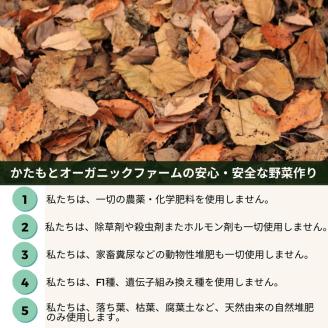 甘～い そら豆 4kg【期間限定】京都府・亀岡産 自然栽培のかたもとオーガニックファームよりお届け ※2026年5月上旬～6月上旬頃に順次発送予定 ※離島への配送不可