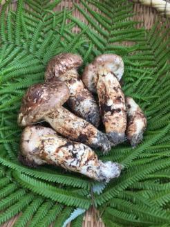 極み 丹波松茸 詰め合わせ ＜京都・八光館＞期間・数量限定 ｜松茸 丹波松茸 天然松茸 ※2025年10月中旬以降順次発送予定 ※北海道・沖縄・北東北（青森、岩手、秋田）・その他離島配送不可