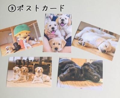 【返礼品相当額で盲導犬の育成を支援】支援額6,000円(記念品あり)エコバッグなど盲導犬協会オリジナルグッズ進呈[行きたい場所に安心していける社会に…]