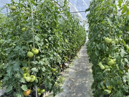 【7月下旬までの期間限定】ワイワイ・ファームの亀岡産トマト詰め合わせ 3kg以上 ≪京都 丹波 夏野菜 京野菜 産地 農家 直送 常温≫ ※離島への配送不可