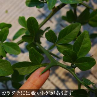＜すだ農園＞アゲハ 食用葉 (食樹)◇ カラタチの葉のみ《200g入》冷蔵便 ｜ 蝶 幼虫 餌 ※北海道・沖縄・離島への配送不可 ※2025年9月下旬頃までに順次発送予定