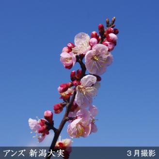 ＜すだ農園＞2年生 苗木◇アンズ(杏) 新潟大実[地掘苗 2022年] ※2023年11月中旬～2024年4月に順次発送予定 ※北海道、沖縄、離島への配送不可