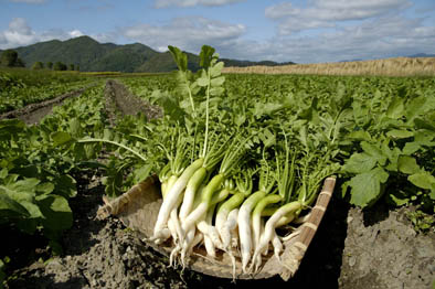 ＜京つけもの もり＞ 千枚漬 (朝霧千枚) など6種◇ ｜ 極上 旨味 漬物 京野菜 伝統野菜 ※2025年12月中旬～12月下旬頃に順次発送予定