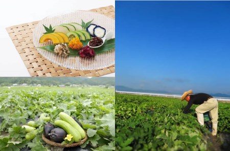 期間限定 夏の特撰 京つけもの 詰合せ 10品＜京つけもの もり＞　※6月より順次発送　※ギフト対応可 ◇｜ 漬物 京野菜