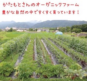 京都府・亀岡産 無農薬・自然栽培で育てた体も心も喜ぶ、かたもとオーガニックファームの季節のお野菜セット　10～20品目　≪産地直送　朝採れ　新鮮　京野菜≫