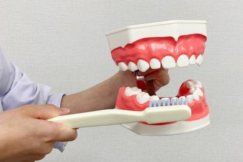 歯の模型 歯磨き指導用 大型モデル（乳歯列 歯ブラシ付）《歯 模型 歯列模型 歯模型 顎模型 2倍大》 ※着日指定不可