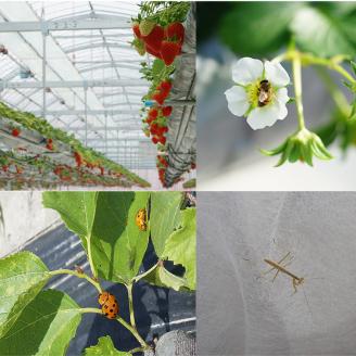 【来シーズン予約受付】数量限定 幻の京都亀岡産 高級いちご【女峰】1箱分 ※化学肥料・農薬極力不使用《イチゴ 苺 いちご フルーツ 農家直送》※2026年1月中旬～5月下旬頃に順次発送予定